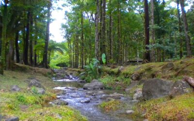 Article blog course orientation rivière blanche :